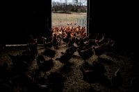 After delay, FDA approves Novavax’s Covid-19 vaccine, but only for older people and those at high risk